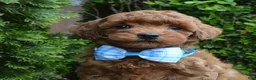 Mini Goldendoodle dogs for sale: Mini Gigi - Ad 16