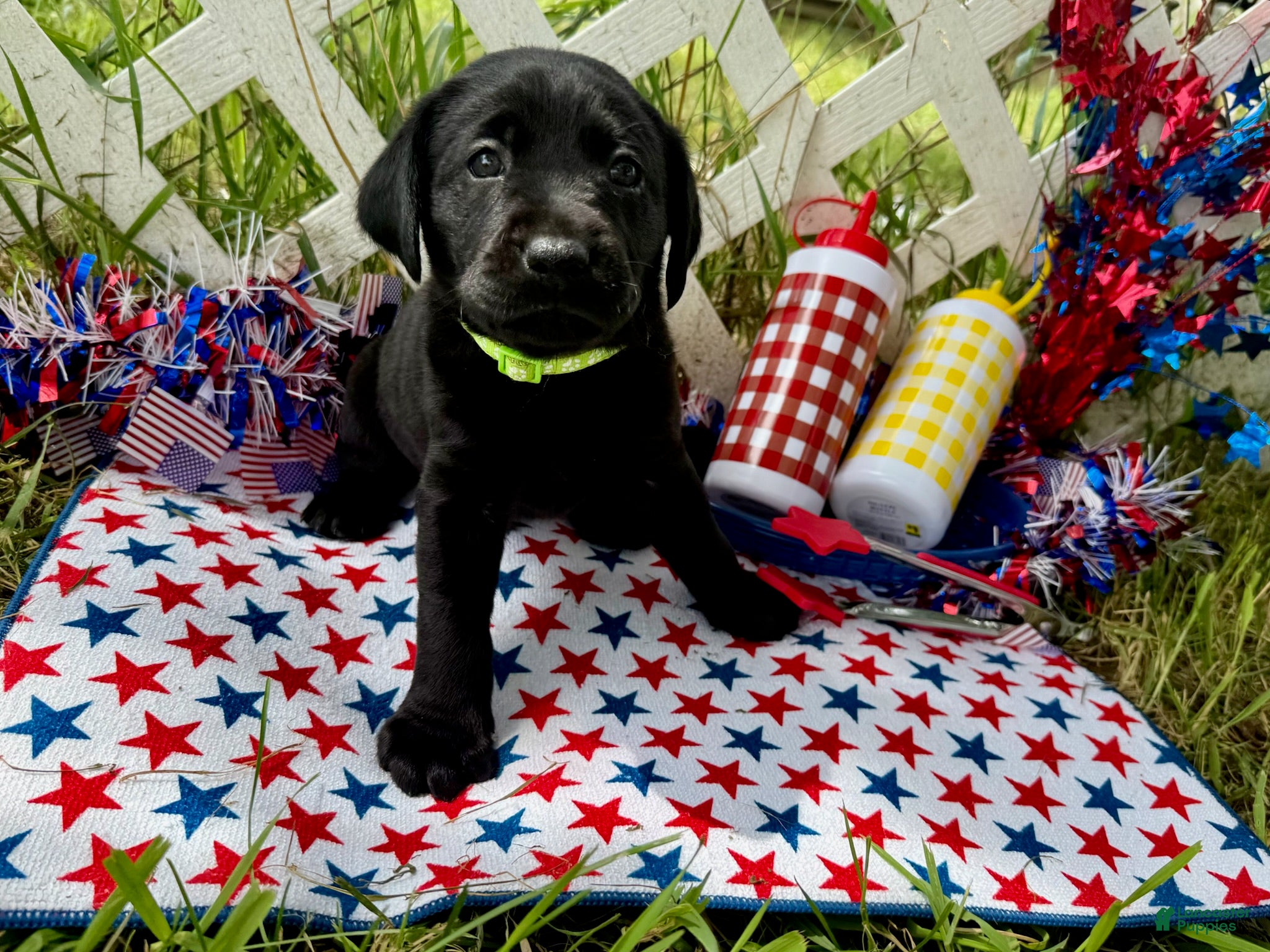 Labrador Retriever dogs Rocket - Ad 1