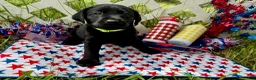 Labrador Retriever dogs for sale: Rocket - Ad 1