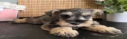 Miniature Schnauzer dogs for sale: Molly - Ad 7