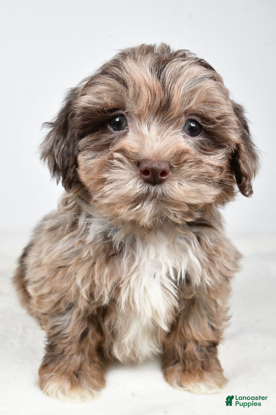 Shihpoo dogs for sale: Jordan - Ad 6