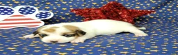 Jack Russell Terrier dogs for sale: CKC "Ripley" Delivery Available  - Ad 4