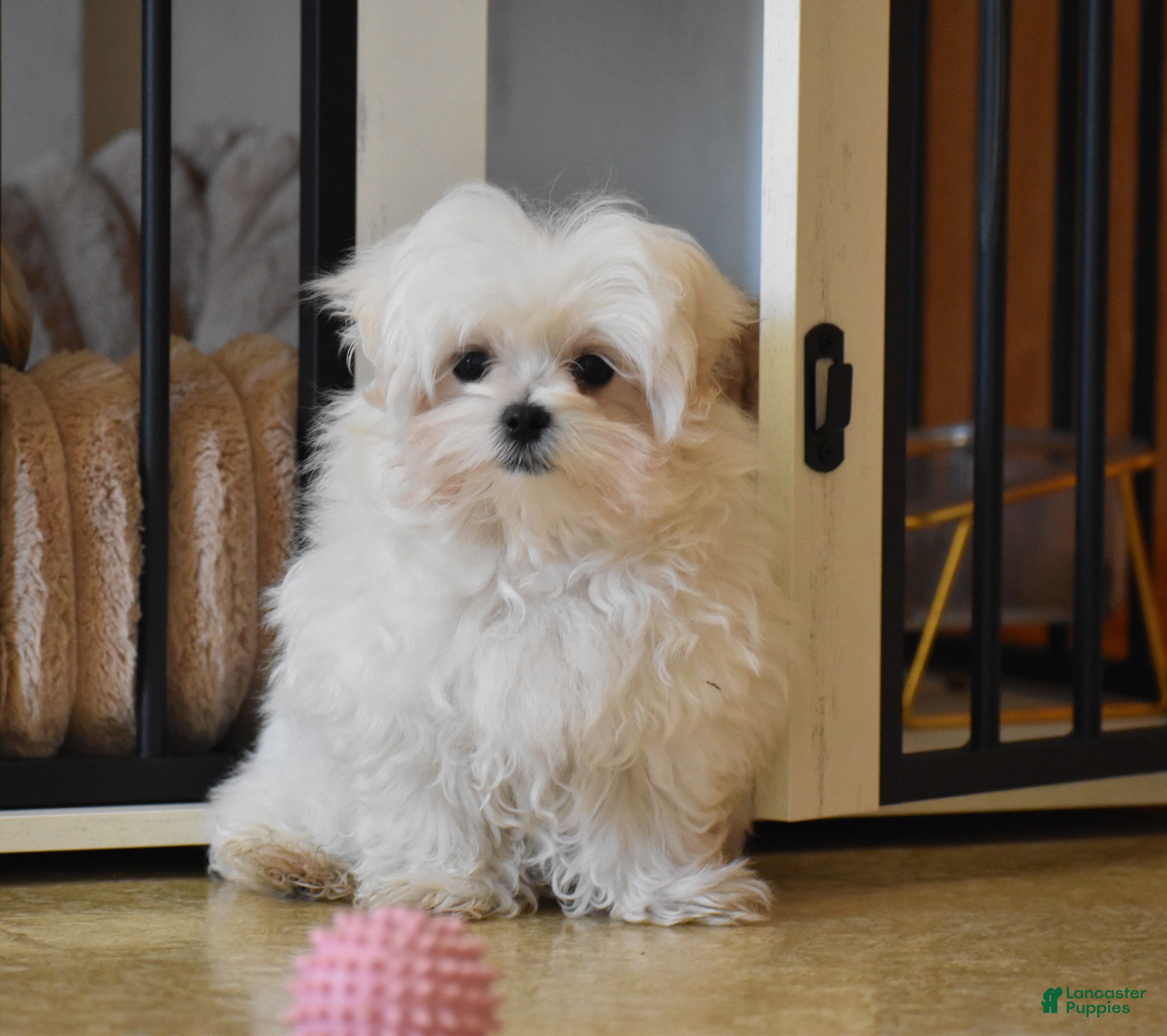 Maltese dogs Ollie  - Ad 2