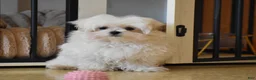 Maltese dogs for sale: Ollie  - Ad 2