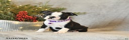 Boston Terrier dogs for sale: Sophie - Ad 3