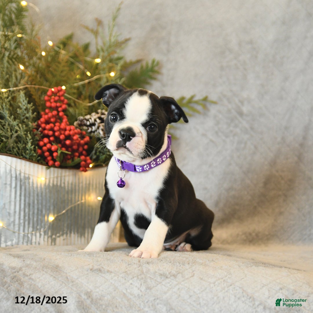 Boston Terrier dogs for sale: Sophie - Ad 3