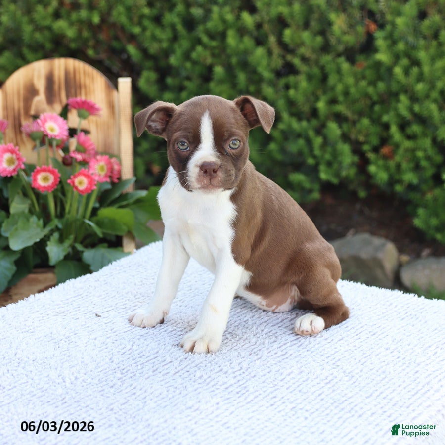 Boston Terrier dogs for sale: Dora - Ad 5