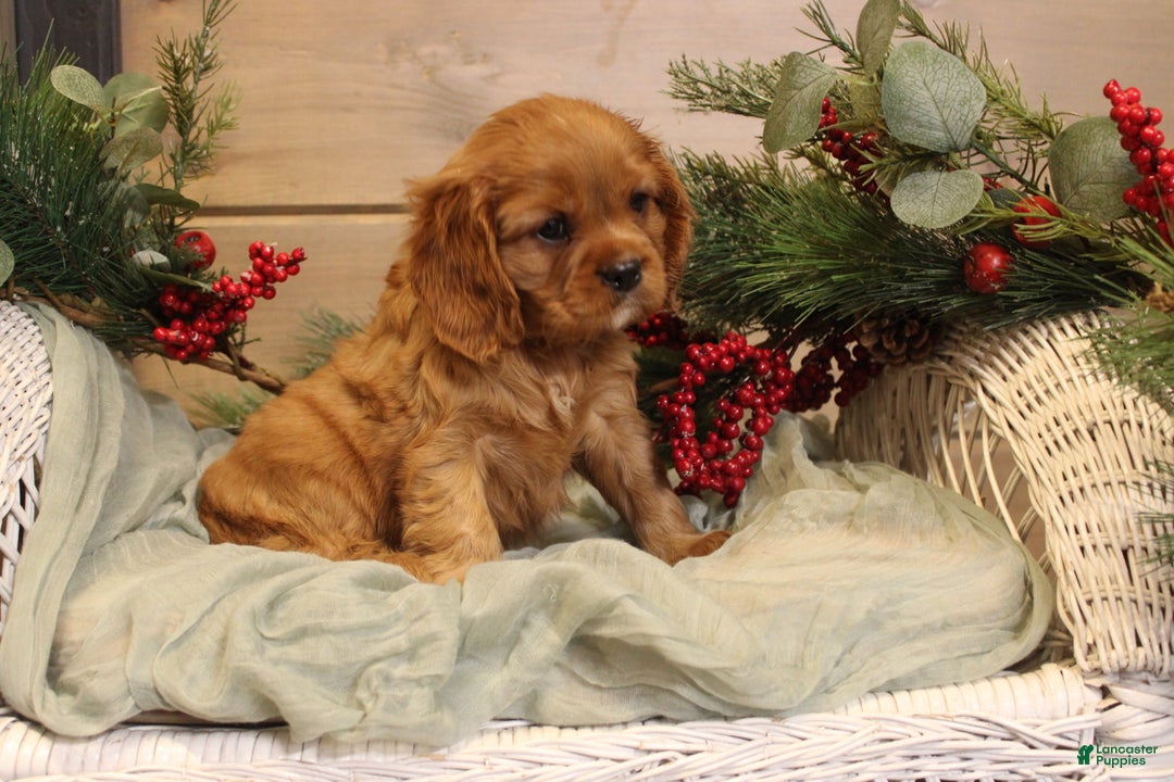 Cavalier King Charles Spaniel dogs for sale: Zachary - Ad 11