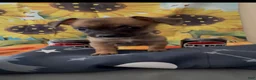 Chihuahua dogs for sale: Chihuahua 2 - Ad 2