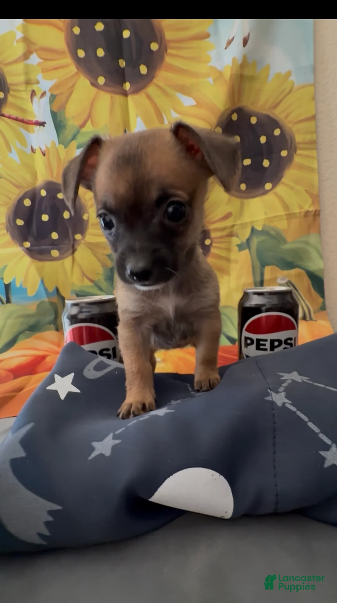 Chihuahua dogs for sale: Chihuahua 2 - Ad 2
