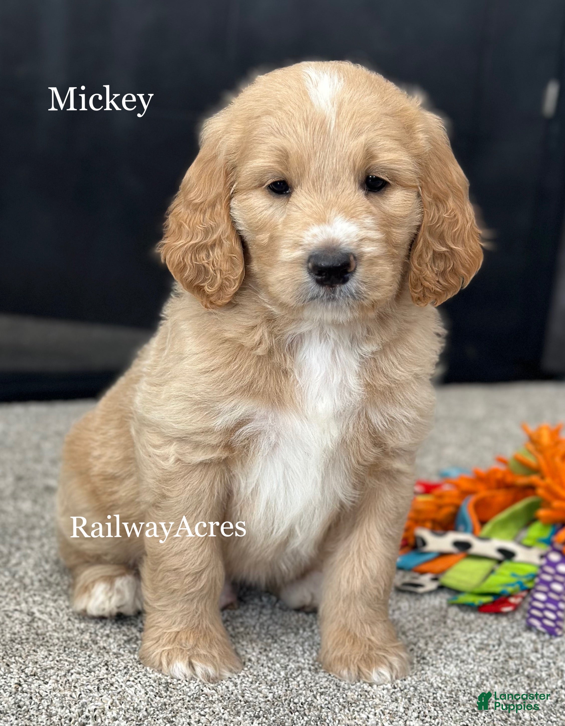 Goldendoodle dogs Mickey - Ad 30