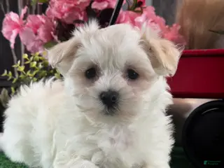 Mixed Breed dogs Labanon - Ad 20