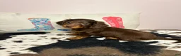 Miniature Dachshund dogs for sale: Maisley - Ad 1