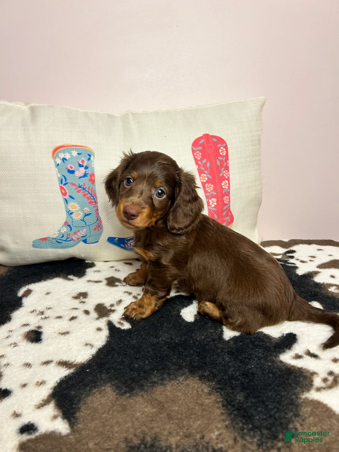 Miniature Dachshund dogs for sale: Maisley - Ad 1
