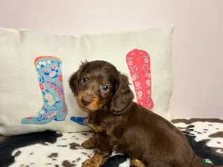 Miniature Dachshund dogs Maisley - Ad 3