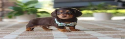 Miniature Dachshund dogs for sale: Warren - Ad 8