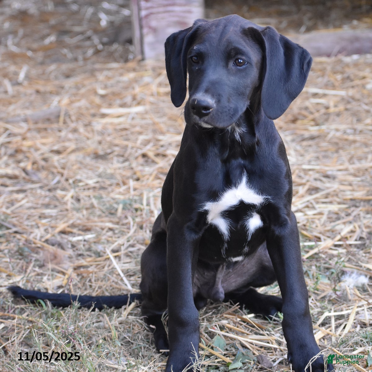 Mixed Breed dogs Tembo - Ad 6