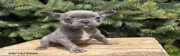 French Bulldog dogs for sale: Marley - Ad 1