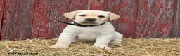 Labrador Retriever dogs for sale: Blake - Ad 3