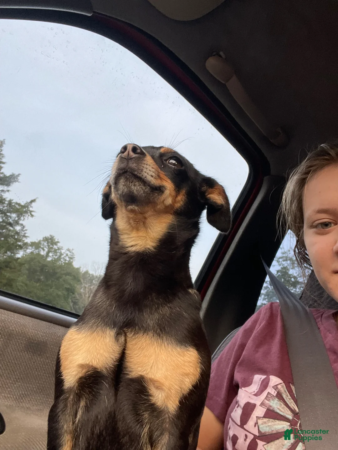 Mixed Breed dogs for sale: Mixed Breed Puppy 2 - Ad 5