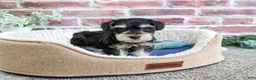 Miniature Schnauzer dogs for sale: Jeremy - Ad 10