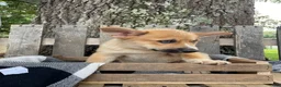 Pomsky dogs for sale: Charlie - Ad 3