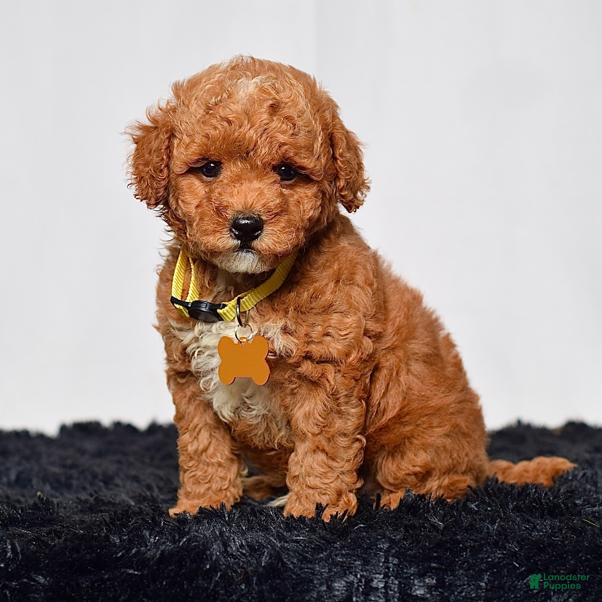 Mini Goldendoodle dogs Mr. Leo - Ad 1