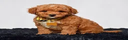 Mini Goldendoodle dogs for sale: Mr. Leo - Ad 1