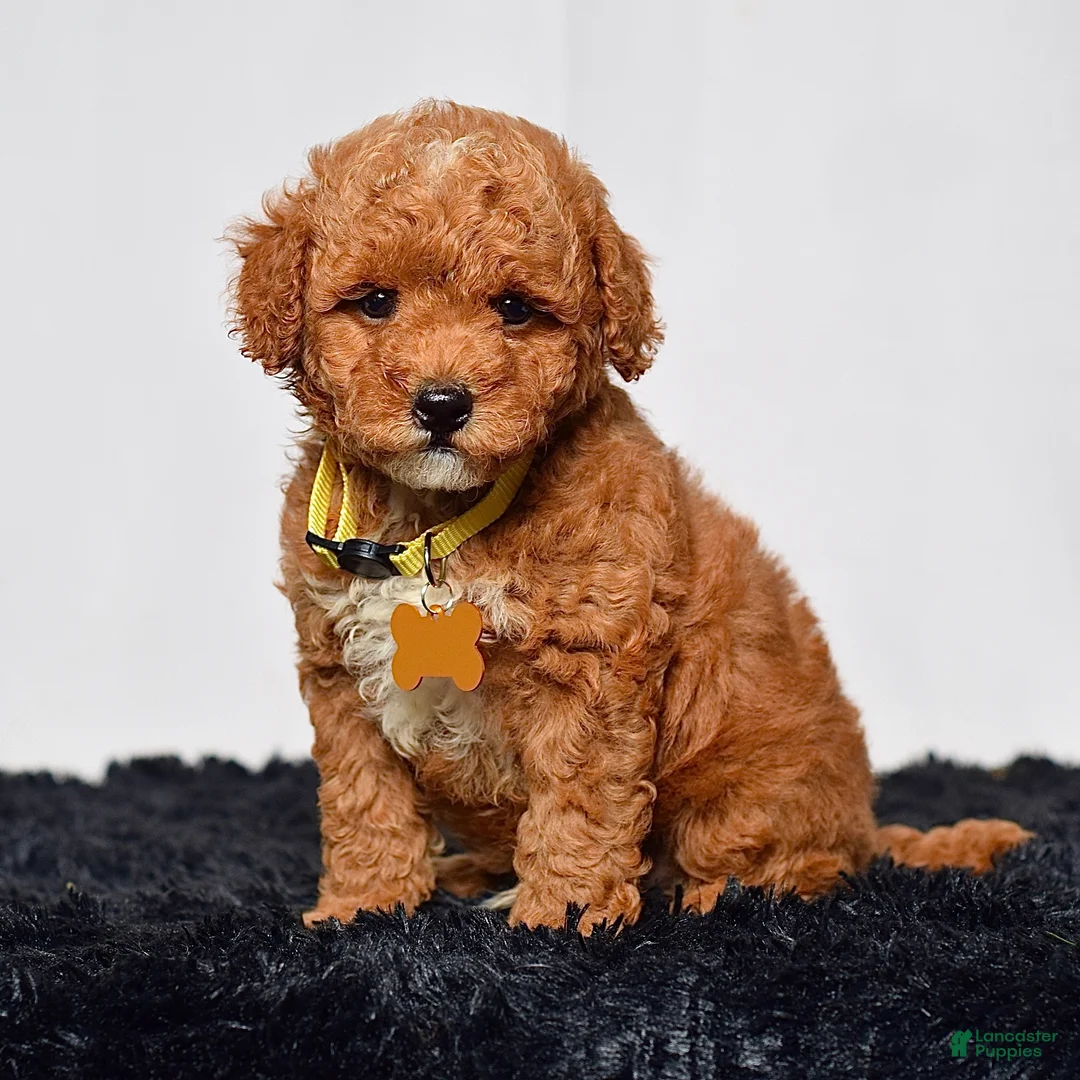 Mini Goldendoodle dogs for sale: Mr. Leo - Ad 1