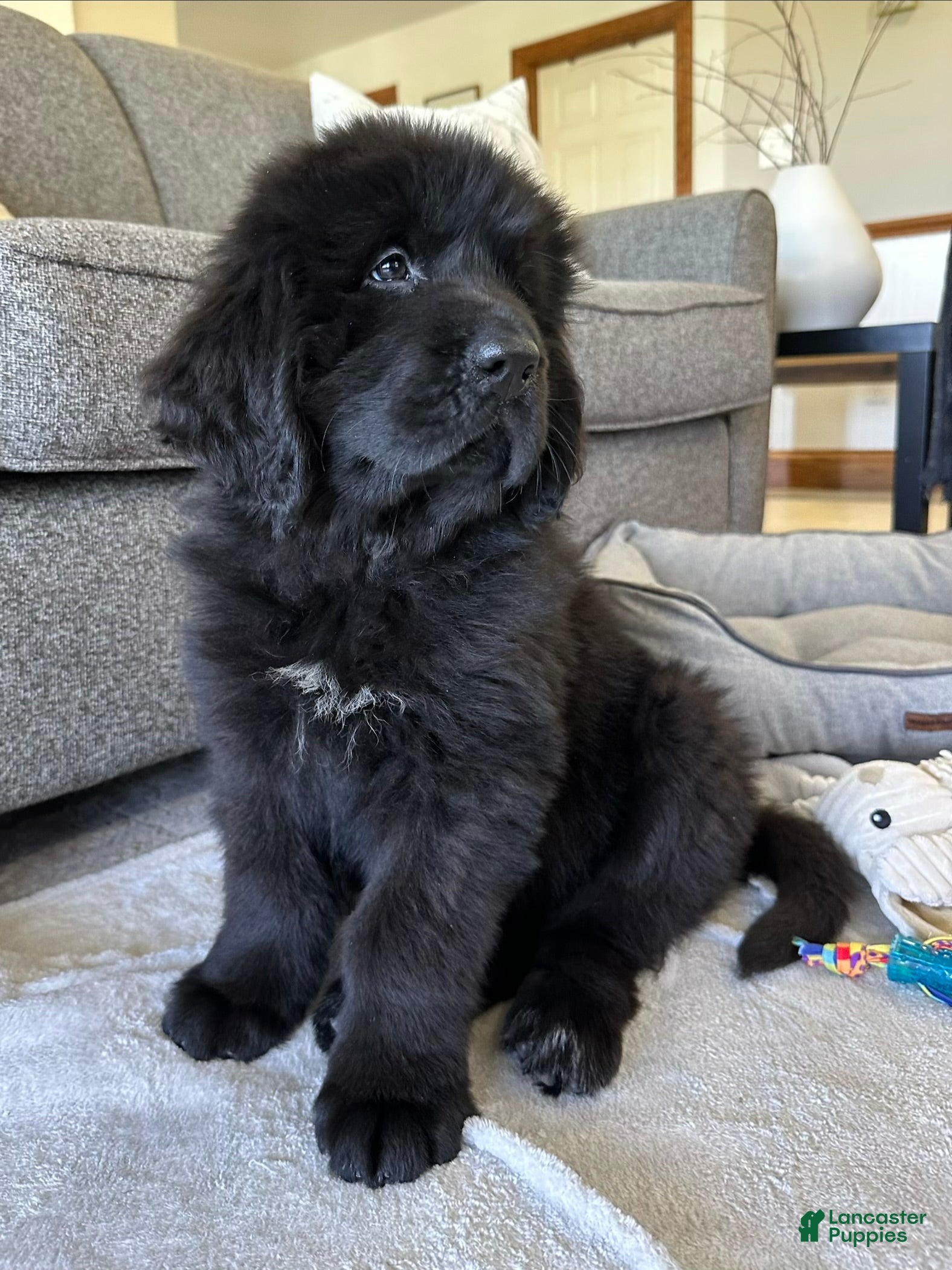 Newfoundland dogs “ Ella” OFA,CH,AKC  - Ad 2