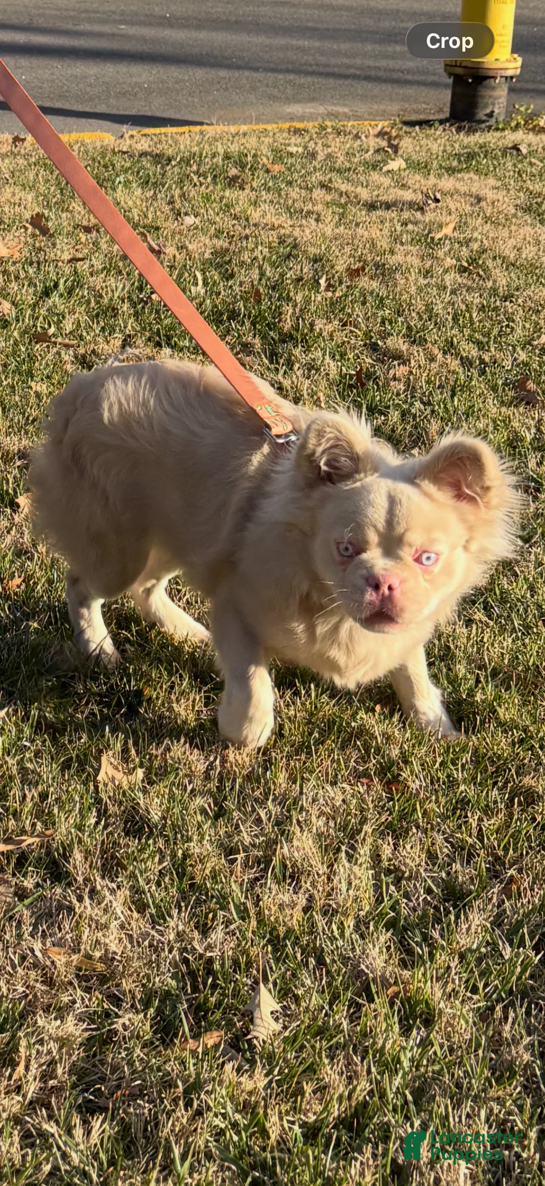 Gallery Image {{count}}