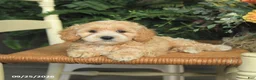 Havapoo dogs for sale: Daffodil - Ad 3