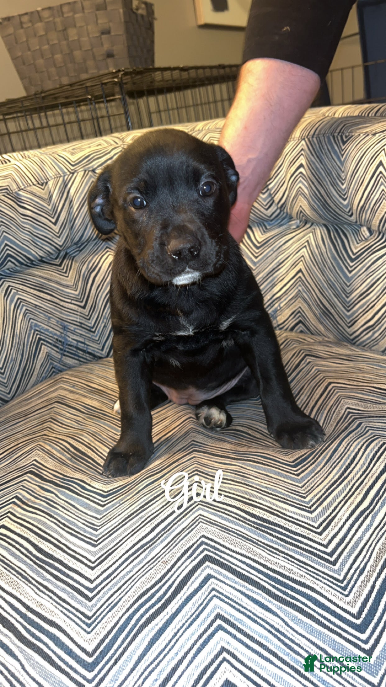 Mixed Breed dogs Mixed Breed Puppy 2 - Ad 27