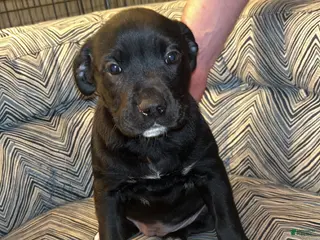 Mixed Breed dogs Mixed Breed Puppy 2 - Ad 27