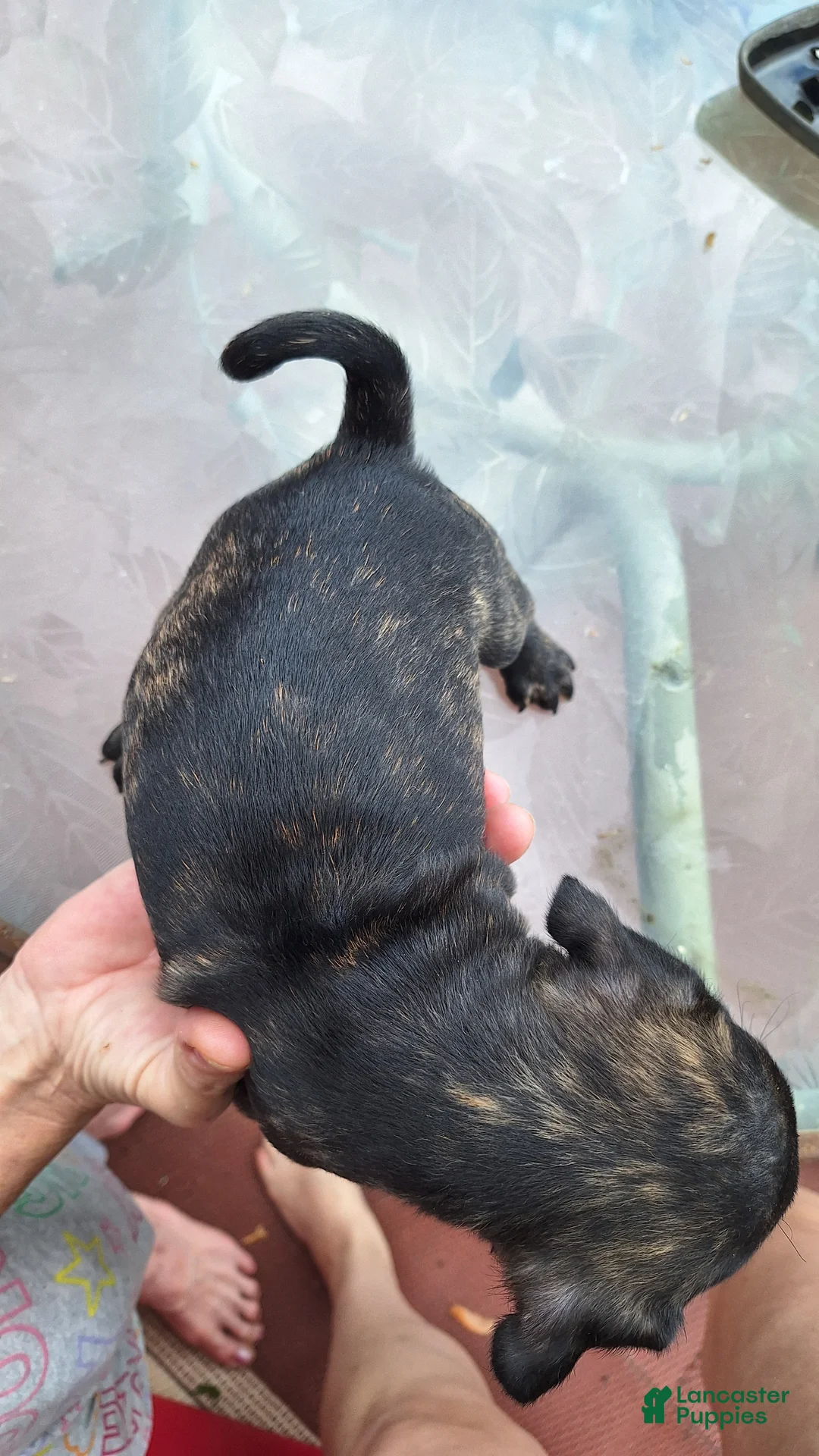 Mixed Breed dogs for sale: Biscuit  - Ad 4