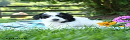 Mixed Breed dogs for sale: Milo - Ad 3