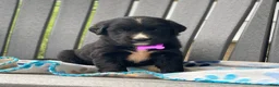 Mixed Breed dogs for sale: Willow - Ad 5