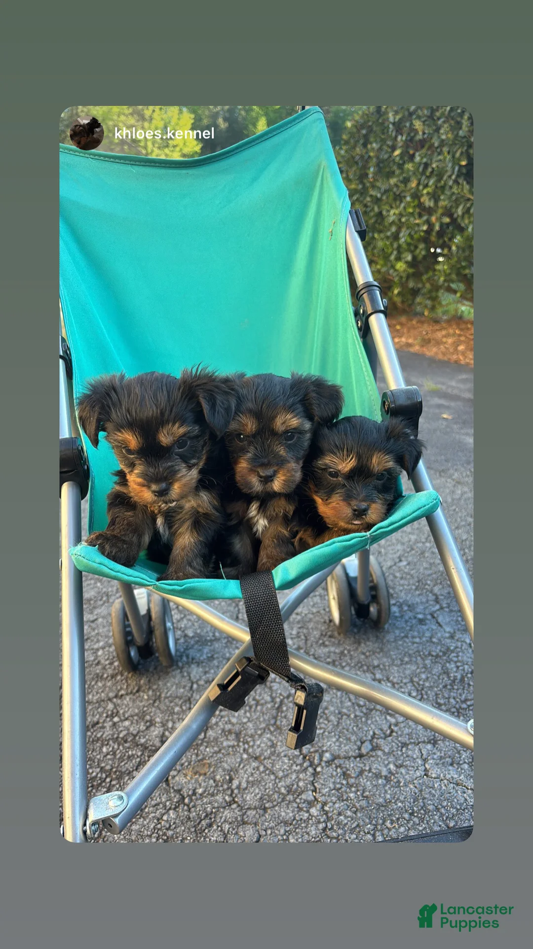 Yorkshire Terrier dogs for sale: Yorkshire Terrier Puppy 1 - Ad 1