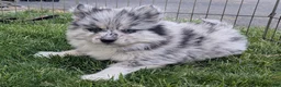 Pomsky dogs for sale: Pomsky Puppy 1 - Ad 7