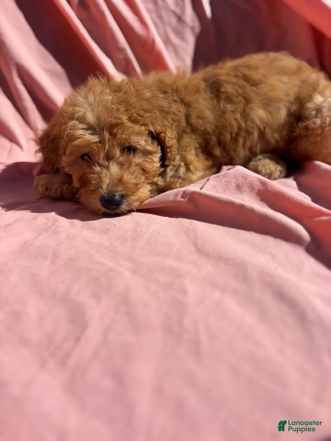 Bernedoodle dogs for sale: Bernedoodle Puppy 7 - Ad 1