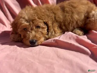 Bernedoodle dogs Bernedoodle Puppy 7 - Ad 41