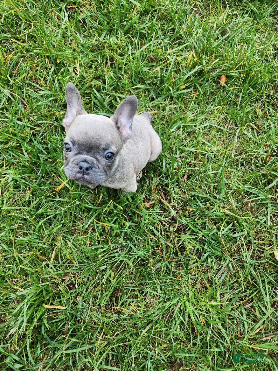 French Bulldog dogs Atlee - Ad 1