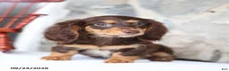 Miniature Dachshund dogs for sale: Tyler - Ad 4