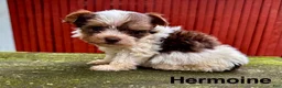 Yorkshire Terrier dogs for sale: Hermoine - Ad 3