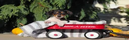 Dachshund dogs for sale: Holly - Ad 4