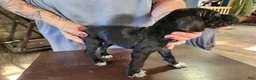 German Shorthaired Pointer dogs for sale: German Shorthaired Pointer 1 - Ad 4