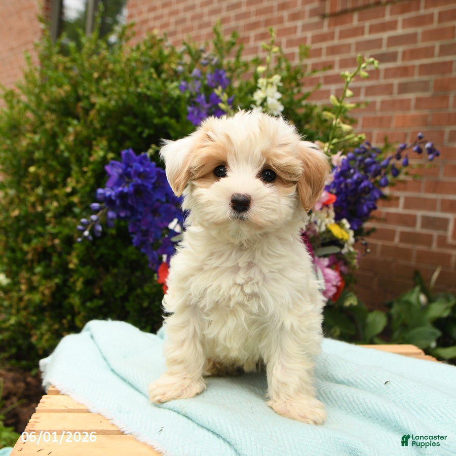 Maltipoo dogs for sale: Flower - Ad 5