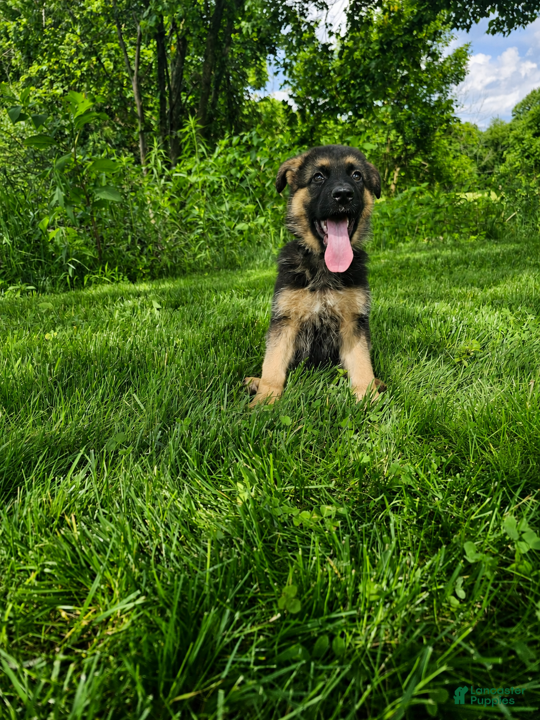 German Shepherd dogs Nova - Ad 1