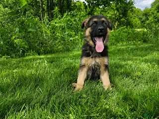 German Shepherd dogs for sale: Nova - Ad 4
