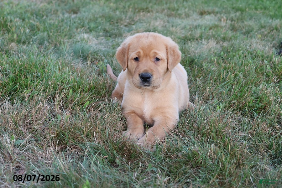 Goldador dogs Honda - Ad 1